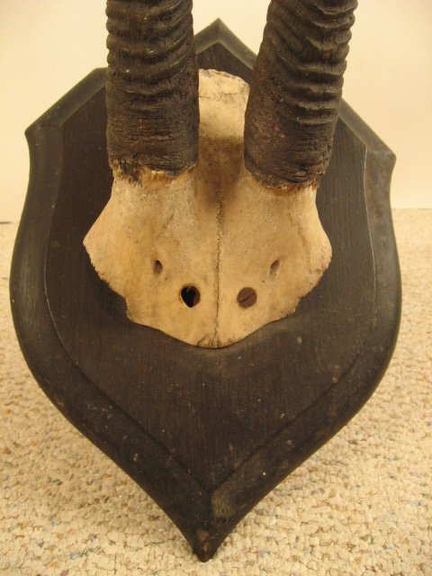 Gazelle? Horns Mounted, c.1875, - 3