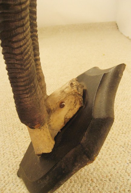 Gazelle? Horns Mounted, c.1875, - 4