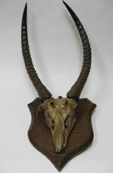 Gazelle? Horns Mounted, c.1870