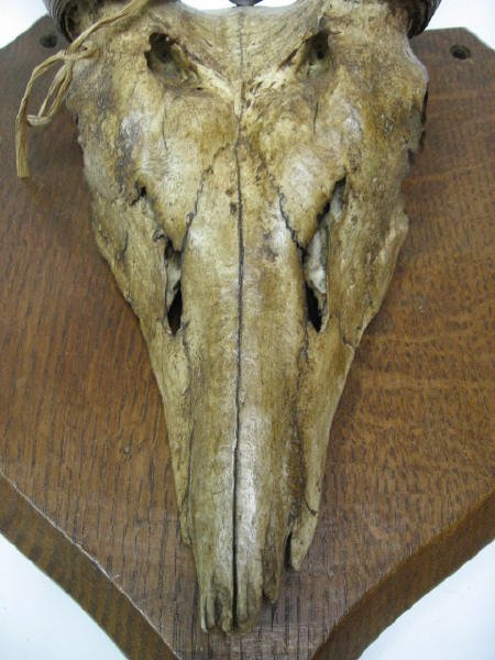 Gazelle? Horns Mounted, c.1870 - 2