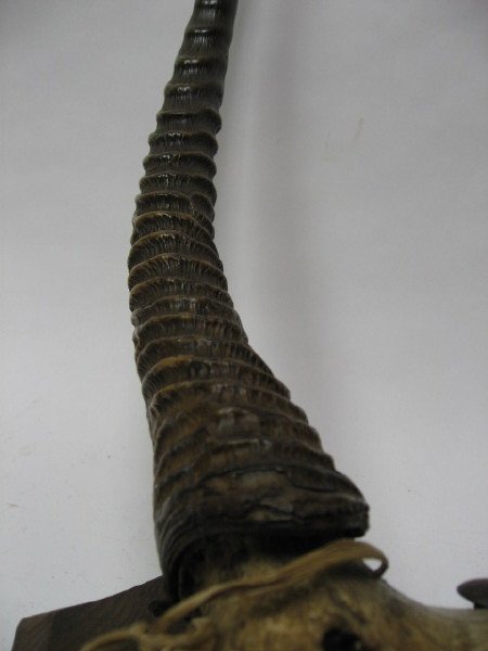 Gazelle? Horns Mounted, c.1870 - 3