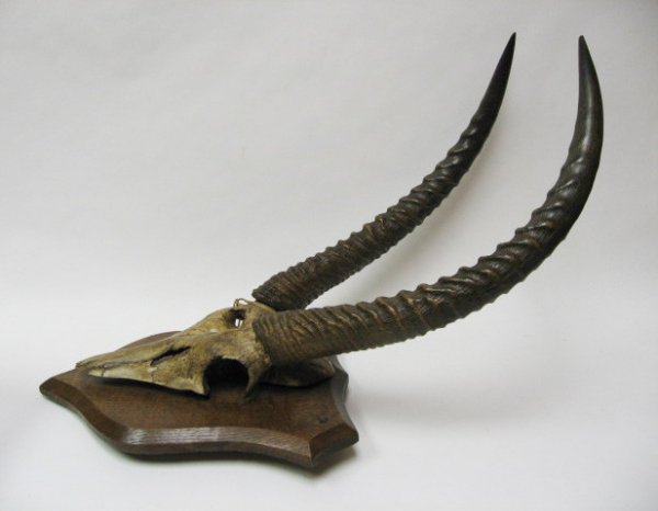 Gazelle? Horns Mounted, c.1870 - 4