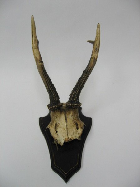 Pr. Roebuck Horns, mounted