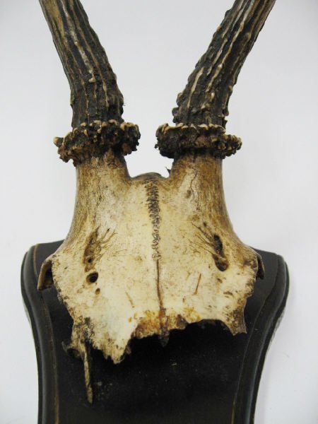 Pr. Roebuck Horns, mounted - 2
