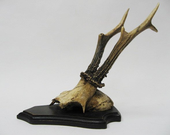 Pr. Roebuck Horns, mounted - 3