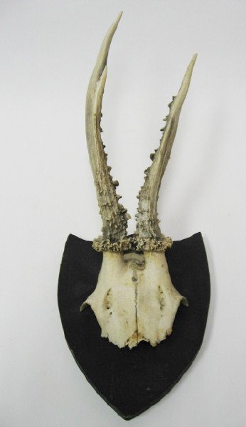Pr. Roebuck Antlers Mounted,