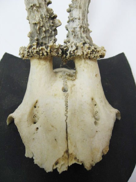 Pr. Roebuck Antlers Mounted, - 2