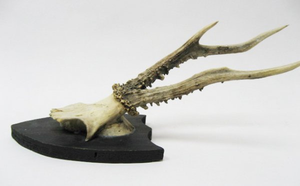 Pr. Roebuck Antlers Mounted, - 3