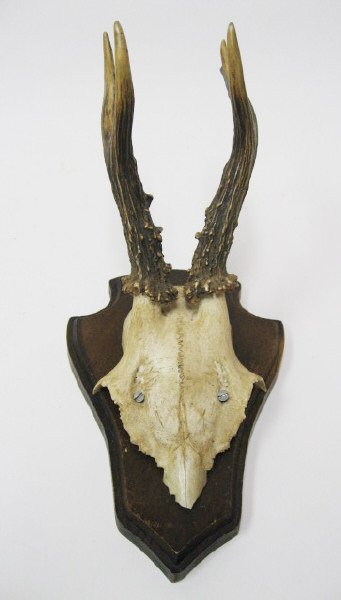Roebuck Horns Mounted,