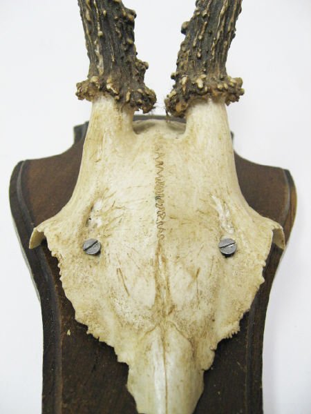 Roebuck Horns Mounted, - 2