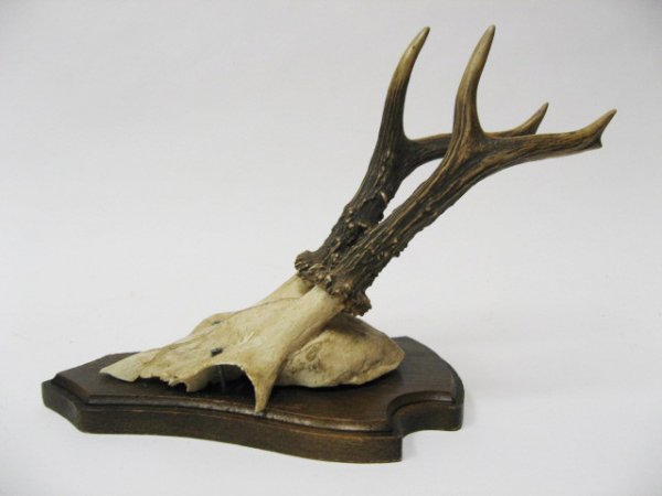 Roebuck Horns Mounted, - 3