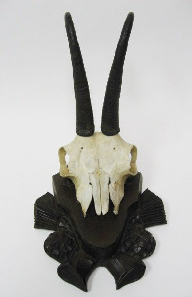 Antelope Horns Mounted,