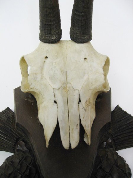 Antelope Horns Mounted, - 3