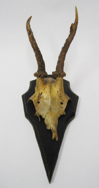 Roebuck Antlers Mounted,