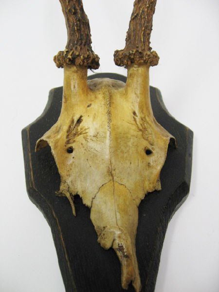 Roebuck Antlers Mounted, - 2