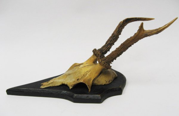 Roebuck Antlers Mounted, - 3