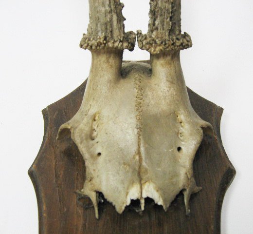 Old Roebuck Antlers Mounted, - 2