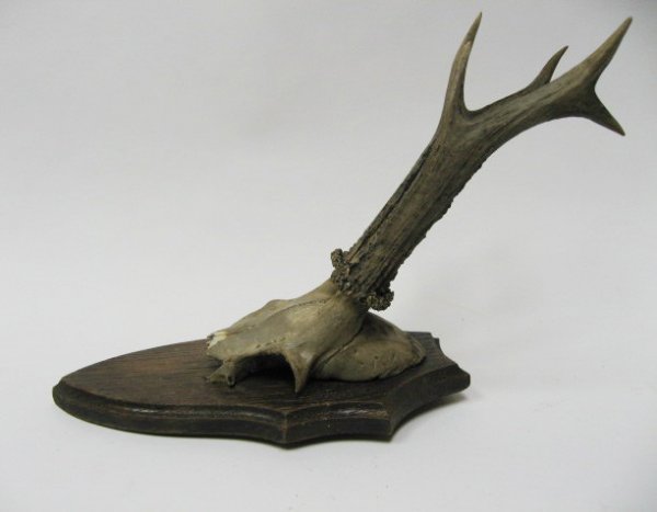 Old Roebuck Antlers Mounted, - 3