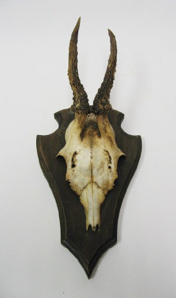 Roebuck Antlers Mounted,