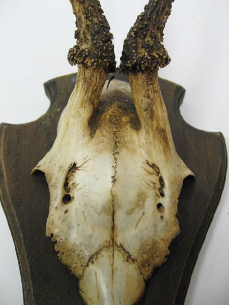 Roebuck Antlers Mounted, - 2