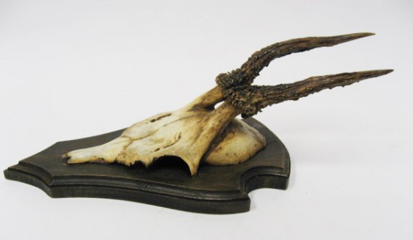 Roebuck Antlers Mounted, - 3