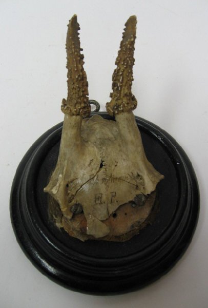 Roebuck Horns Mounted,