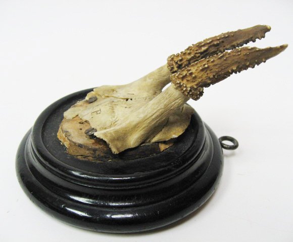 Roebuck Horns Mounted, - 3