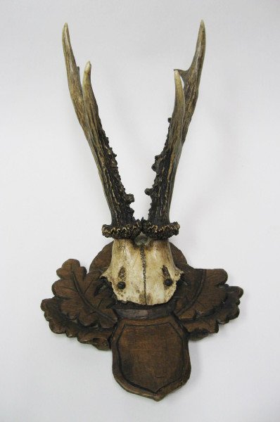 Roebuck Antlers Mounted