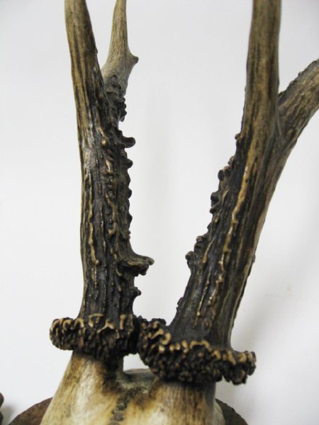 Roebuck Antlers Mounted - 3