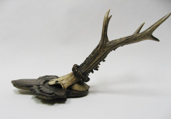 Roebuck Antlers Mounted - 4