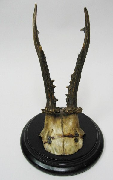 Roebuck Antlers Mounted,