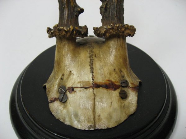 Roebuck Antlers Mounted, - 2