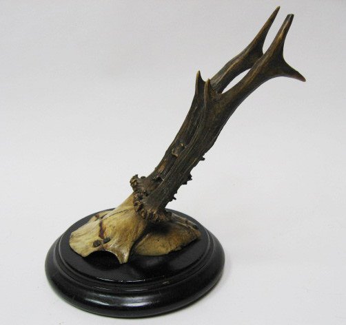 Roebuck Antlers Mounted, - 3
