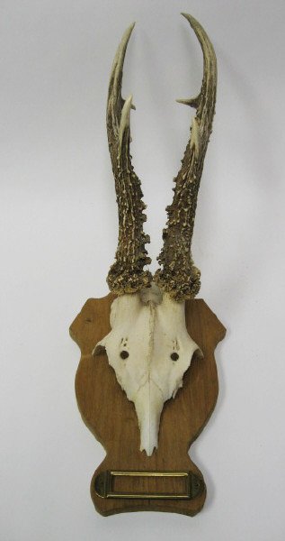 Roebuck Antlers Mounted,