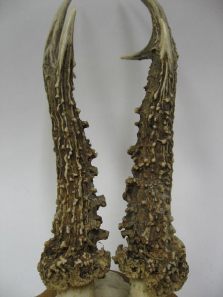 Roebuck Antlers Mounted, - 2