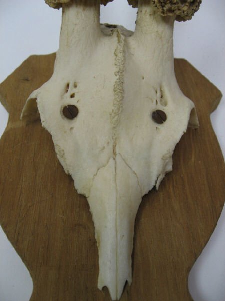 Roebuck Antlers Mounted, - 3