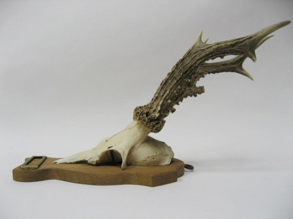 Roebuck Antlers Mounted, - 5