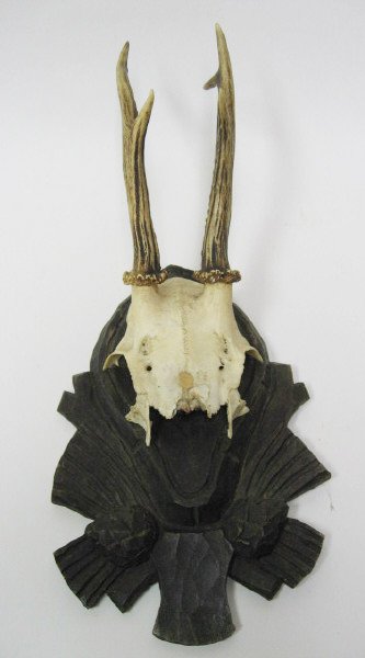 Roebuck Antlers Mounted,