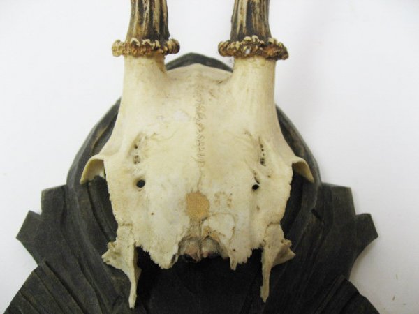 Roebuck Antlers Mounted, - 2
