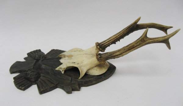 Roebuck Antlers Mounted, - 3