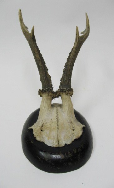 Roebuck Antlers Mounted,