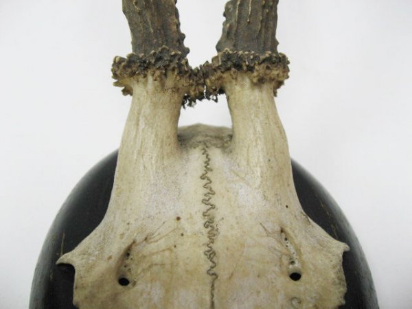Roebuck Antlers Mounted, - 2