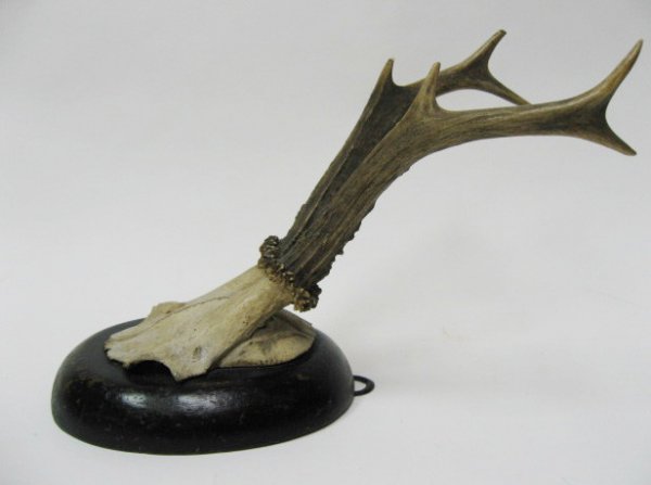 Roebuck Antlers Mounted, - 3