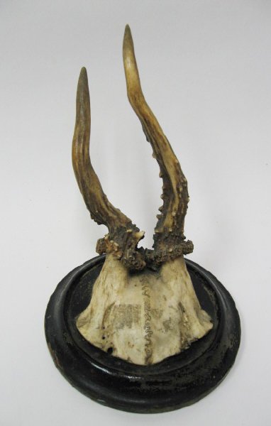 Roebuck Antlers Mounted,
