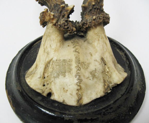 Roebuck Antlers Mounted, - 2