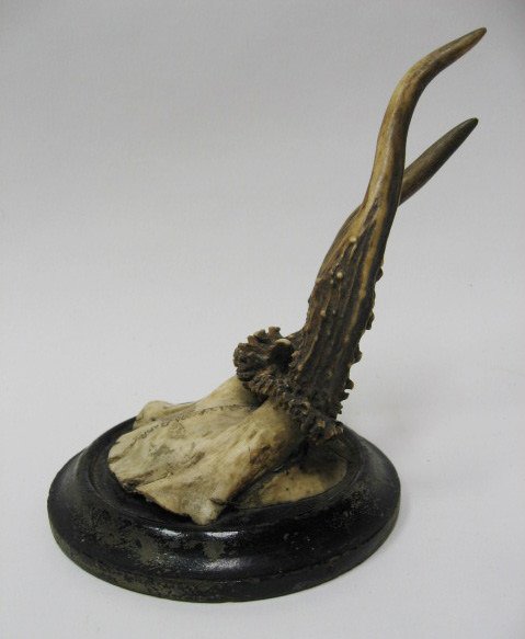 Roebuck Antlers Mounted, - 3