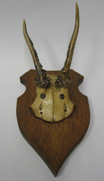 Roebuck Antlers Mounted,