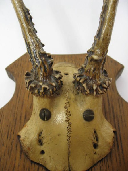 Roebuck Antlers Mounted, - 2