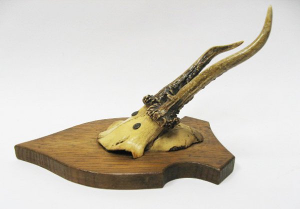 Roebuck Antlers Mounted, - 3