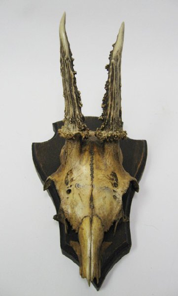Roebuck Antlers Mounted,